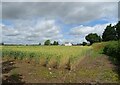 Cereal crop, Muckleton