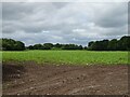 Crop field, Muckleton