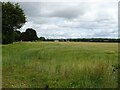 Cereal crop beside the A53