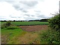 Potato field, Hopton