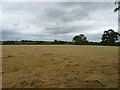 Cut silage field off Wood Lane