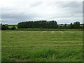 Silage field, Marchamley Wood