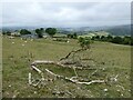 On part of the Wye Valley Walk above Pantypwllau farm