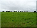 Grazing off Lodmore Lane