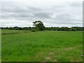 Grassland, Cheshire Fields