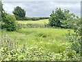 Former pond, now dried up and overgrown