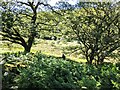 A sea of bracken above the footpath