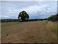 Footpath approaching the corner of the field