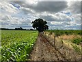 Crops at Burrow Fields