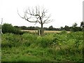 Dead tree, Crowle Moors