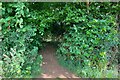 Footpath through the woods