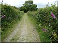 Old path south of Builth with Foxgloves