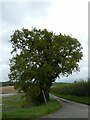 Tree overhanging road to Duckington from Edge Green on A41