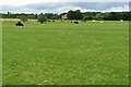 Grazing by the footpath