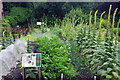 Ripon Workhouse - kitchen garden