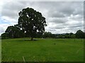 Grazing, Stoney Stretton