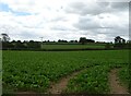 Crop field, Yockleton