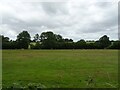 Grazing, Lynches Bridge