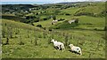 Woolly and not-so-woolly above Llanerchclwydau