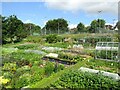 Cults Allotments