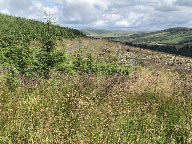 Road in Redesdale Forest © Richard Webb cc-by-sa/2.0 :: Geograph ...