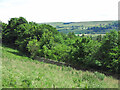 Woodland above Frosterley