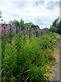 Wildflower Verge near Radcliffe Station