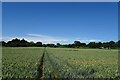 Path through wheat to Green Court Road