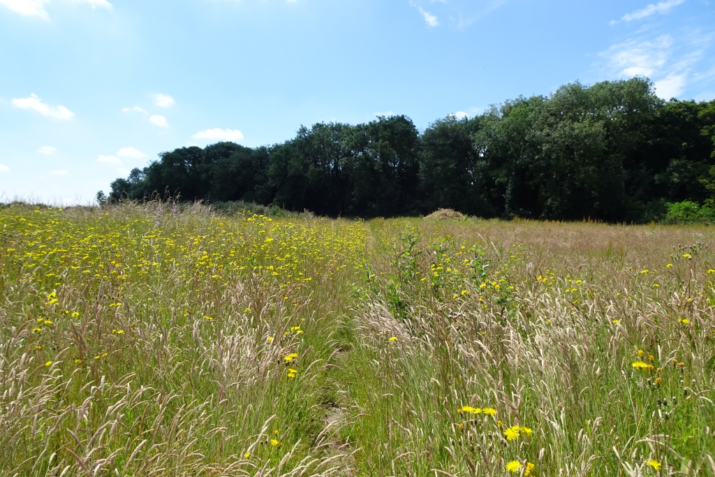 Fields south of Eynsford Road © DS Pugh :: Geograph Britain and Ireland