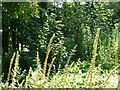 Foxglove spikes in the Palace Garden