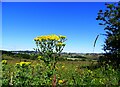 Ragwort on the heath