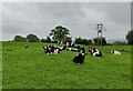 Cows at Lighthouse Farm