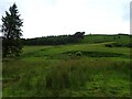 Rough grazing near Pant Mawr