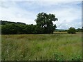 Grazing and woodland, Severn Valley