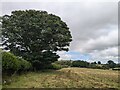 Magnificent tree by the public footpath