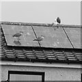 Gulls versus photovoltaics