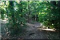 Path in Windmill Lane Woods