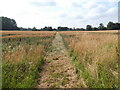 Path through the crops