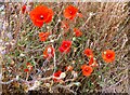 Field poppies, Faversham