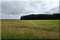 Field north of New Plantation