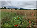 Shropshire farmland at Netherton