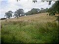 Field above Kenneth Bank