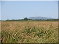 Rough grassland, Locharwoods