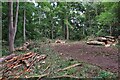 Logs on the bridleway