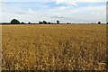 Wheat field by Wychwood Way