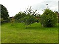 Community orchard in Allerton Grange Fields