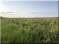 Wetland, Locharwoods