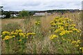 Patch of ragwort