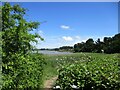 Suffolk  Coast  Path  between  cottage  garden  and  reed  beds