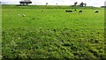 Cows and sheep in field on NE side of B6259